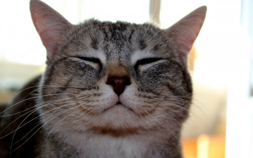 Фотографии котов, которые нашли повод улыбнуться